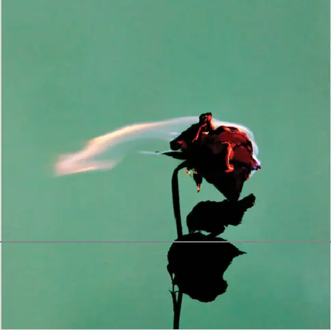 Une rose sombre sur fond vert