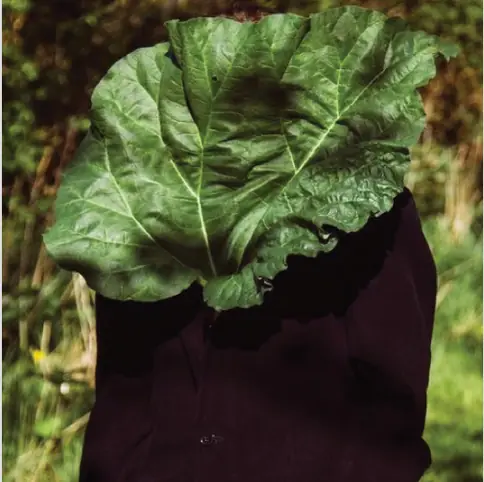 Une feuille de chou sur une étoffe sombre