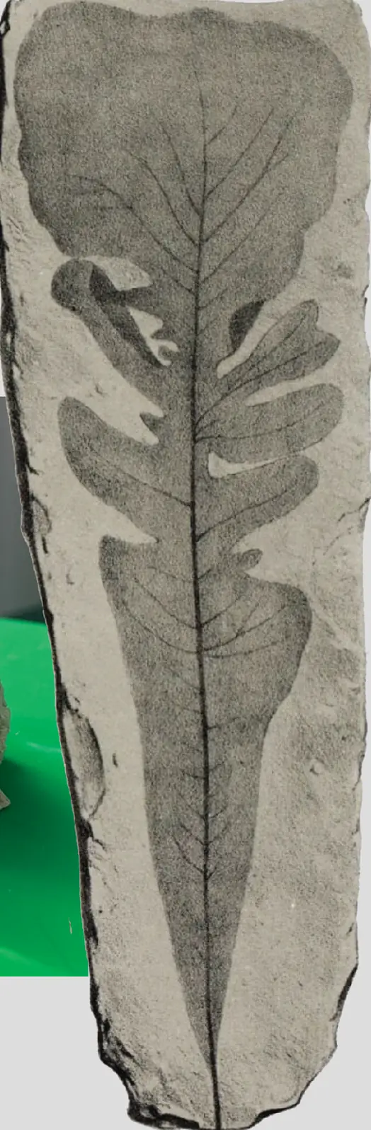 Une feuille fossilisée dans la pierre